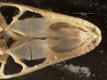 Media type: image;   Herpetology R-171407